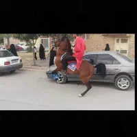 اسب کرد شجره دار