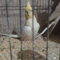 عروس هلندی بالغ