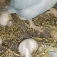 یک جفت طوطی کوتوله مولد تخم گذاشتن|پرنده|کرمان, |دیوار