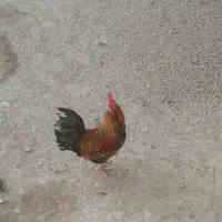 مرغ وخروس پاکوتاه