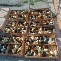 فروشگاه اردک فارم انواع جوجه گلپایگان اردک پکنی|حیوانات مزرعه|سنگر, |دیوار