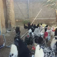 مرغ گلین  (فقط تخم مرغ)