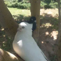 کبوتر