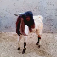 بزندیل میش وبزنر|حیوانات مزرعه|کاکی, |دیوار