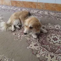 سگ پاکوتاه خانگی