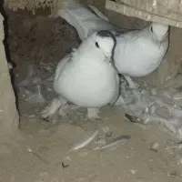 کبوترکورکورو