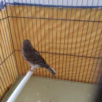 قناری نر جوان