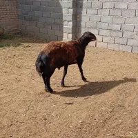 قوچ جوان تیز رون خیلی عالی  از همه لحاظ سالم