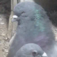 سبز نر نسل قدیم