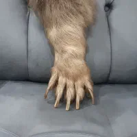 لوازم زینتی آنتیک|کلکسیون و سرگرمی|تهران, شهرک نفت|دیوار