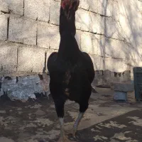 دوتا مرغ لاری