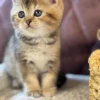 بچه گربه های اشرافی irancats|گربه|اهواز, بهارستان|دیوار