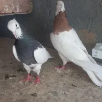 کفتر