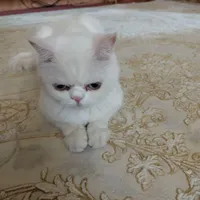 گربه