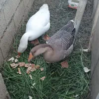 قوغاز و اردک نر