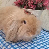 خرگوش لوپ|موش و خرگوش|اهواز, نادری|دیوار