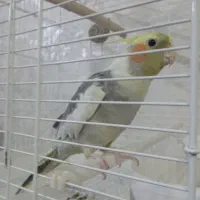 عروس هلندی|پرنده|فردیس, شهرک شهید حسینی|دیوار