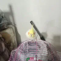 عروس،هلندی