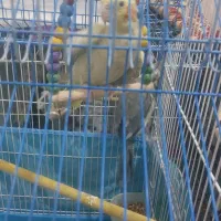 پرنده زینتی|پرنده|نجف‌آباد, گلدشت|دیوار