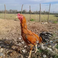 لاری|حیوانات مزرعه|شفت, |دیوار