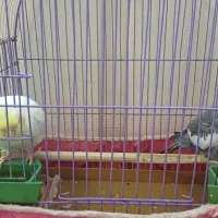 عروس هلندی نر وماده همراه با قفس