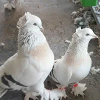 چندجفت کبوترترکیه ای وارداتی