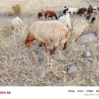 بره‌نر