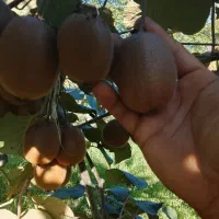 خرید و فروش کیوی صادراتی