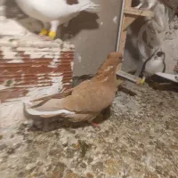کفتر . کبوتر .