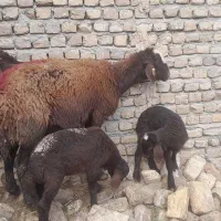 میش افشاری  .میش دوقلو .میش بره دار