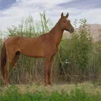 اسب دامداری سوارکاری