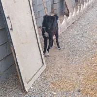 سگ نگه بان توله قدرجونی سفت