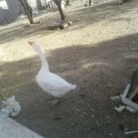 فروش پرنده باقیمت مناسب|پرنده|اشترینان, |دیوار