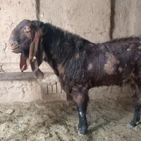 نر بز|حیوانات مزرعه|بردسکن, |دیوار