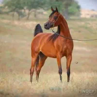 باشگاه سوارکاری سپینود