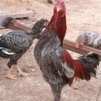 فروش یک عدد خروس لاری|حیوانات مزرعه|صوفیان, |دیوار