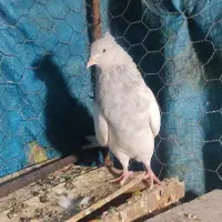 کله ابر جوجه 7 نر هسته