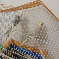 فروش پرنده|پرنده|نجفآباد, گلدشت|دیوار