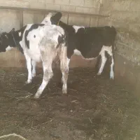 دوعدد گوساله ماده یکی سمینتال یکی هولشتاین جنس خوب
