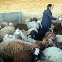 گوسفند نرینه ماده قوچ میش شیشک بزغاله بخته کاور|حیوانات مزرعه|مشهد, نوید|دیوار