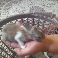 بچه خرگوش خوشکل از نژاد خوب|موش و خرگوش|جهرم, |دیوار