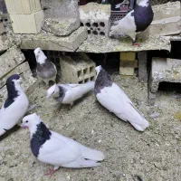 مغنه ای