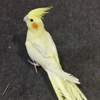 عروس هلندی دوکت لوتینو پروانه ای قرینه