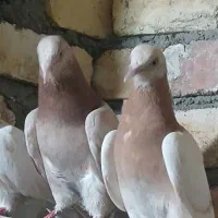 کفتر نر ماده.   جفت  زرد خطی