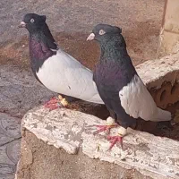 کبوتر یا کفتر نرماده سینه سیاه