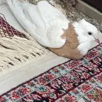 پرنده