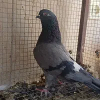 کبوتر پرشی