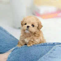 سگ پودل فنجونی نروماده2ماه 3900بی واسطه|سگ|تهران, تهرانسر مرکزی|دیوار