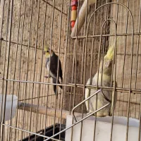 عروس هلندی|پرنده|ساوه, |دیوار