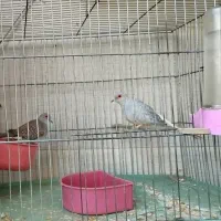 کبوتر تزئینی ۱ جفت نر و ماده جوان درشت و کشیده|پرنده|تهران, کوی بیمه|دیوار